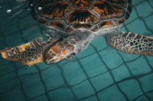 Read more about the article Sustainable Activities to Enjoy in Bali