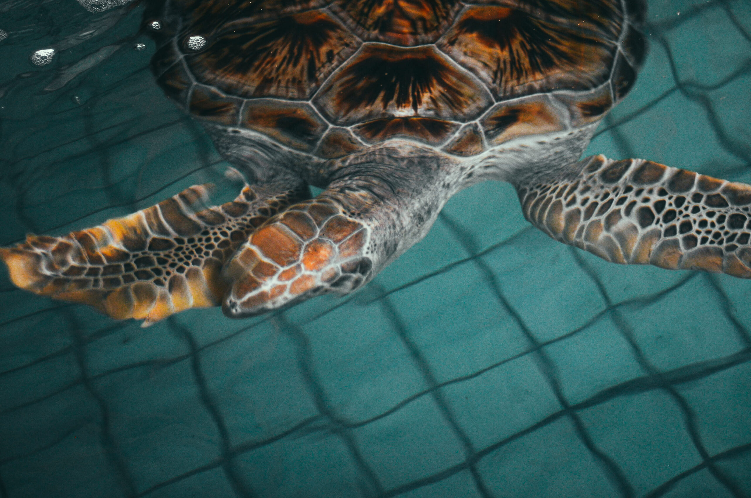 You are currently viewing Sustainable Activities to Enjoy in Bali
